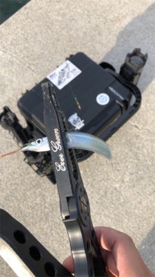 サヨリングからのちょい投げ