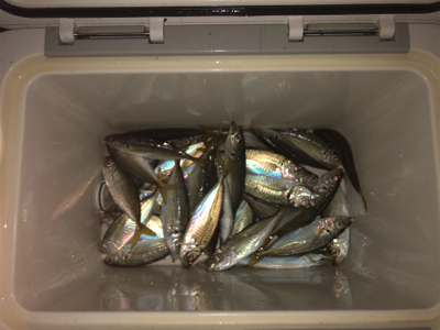 小アジ大量でした