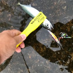 青物、太刀魚は…