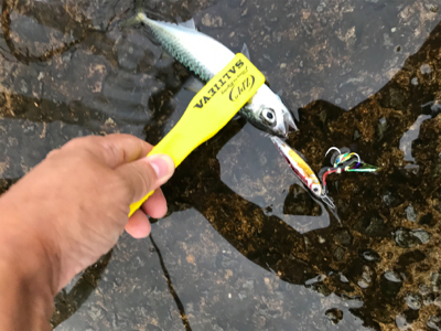 青物、太刀魚は...