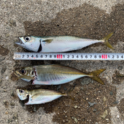 貝塚人工島でジグサビキ