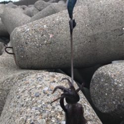 出勤前、短時間エギング(^^)