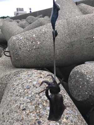 出勤前、短時間エギング(^^)