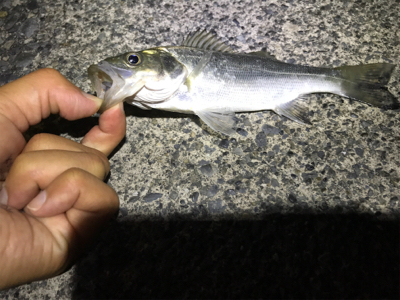 ショートバイトの正体