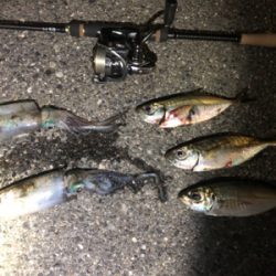 イカとアジのリレー