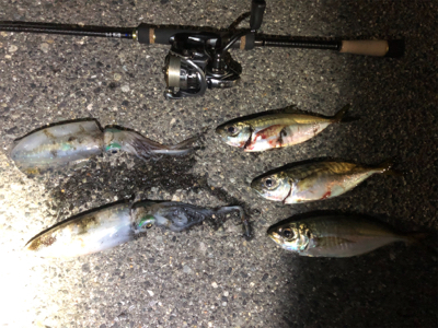 イカとアジのリレー