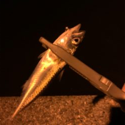 アジングのちサバゲー