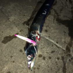 湾奥でもタチウオ確認