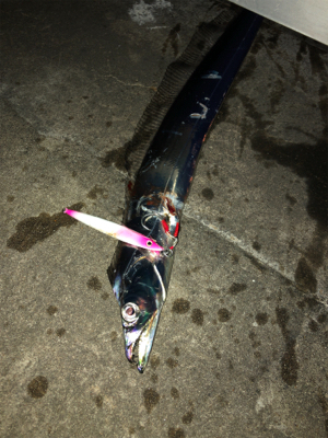 湾奥でもタチウオ確認