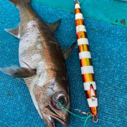 白浜沖中深海ジギング