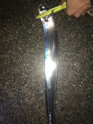 太刀魚成長してた