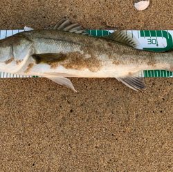 サーフでシーバス