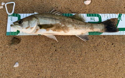 サーフでシーバス