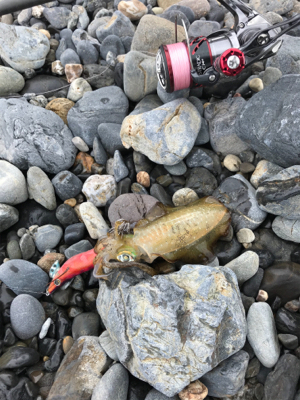 サーフエギング