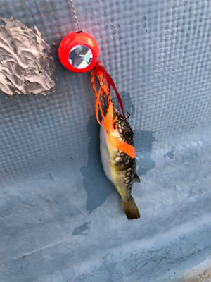 和歌山オフショア