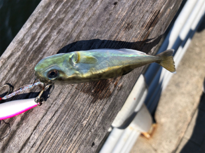 暑さは和らいだんだけど…