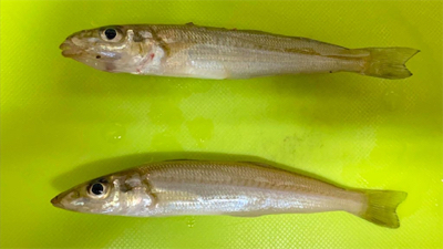 高波の中でのキス釣り