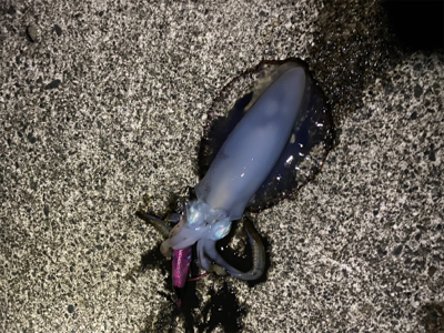 仕事帰りの短時間エギング