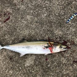 ミニ波止 夕まずめ渋め