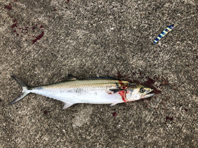 ミニ波止 夕まずめ渋め