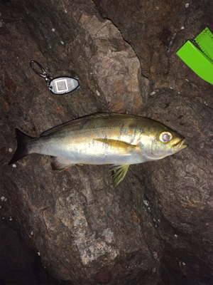 イサキを求めて