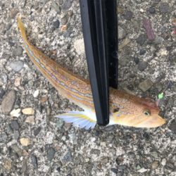 エソエソエソエソ