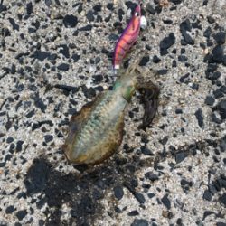 イカも人もいっぱい！