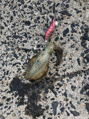 イカも人もいっぱい！