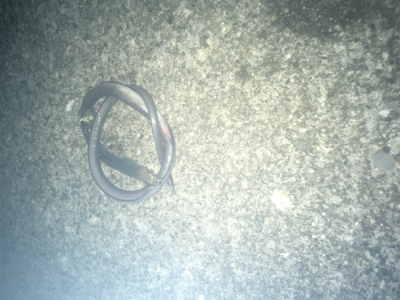 ちょい投げなど