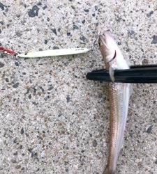 タチウオ釣り