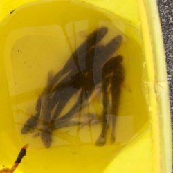 1年ぶりのハゼ釣り