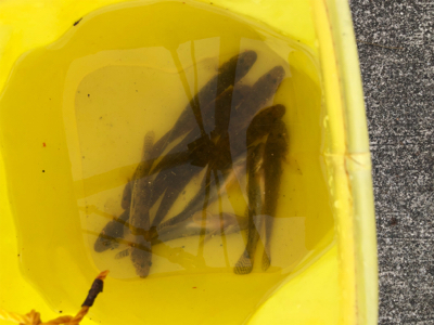 1年ぶりのハゼ釣り