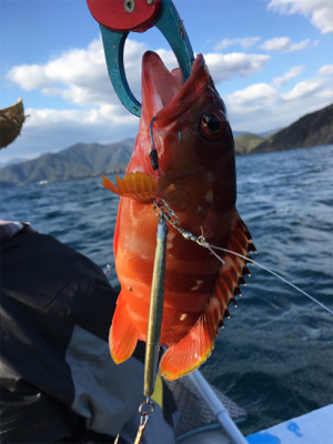 久しぶりの熊野沖でボート釣行