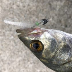 アジングシーバス