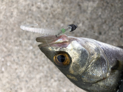 アジングシーバス