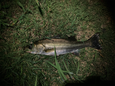 苦戦シーバスゲーム