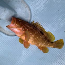 和田港啓福丸さんにて