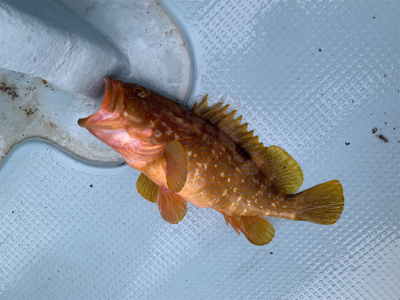 和田港啓福丸さんにて