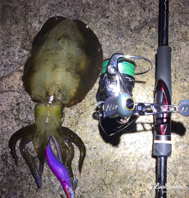 サーフエギング