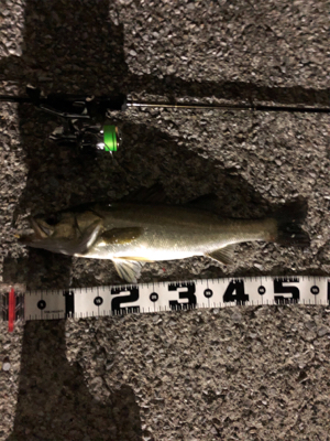 シーバスと赤ちゃんイカ