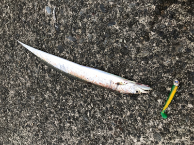 この時間にも太刀魚