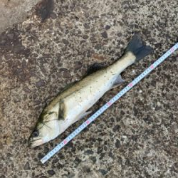 ランカーか？と思うほど