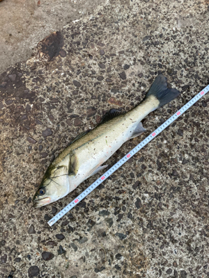 ランカーか？と思うほど