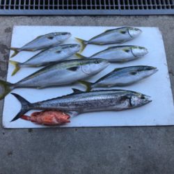 落とし込みとジギング