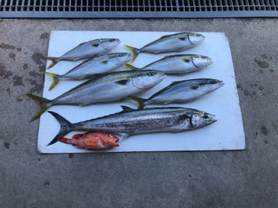 落とし込みとジギング