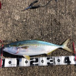 和田防新波止 地合はわずか