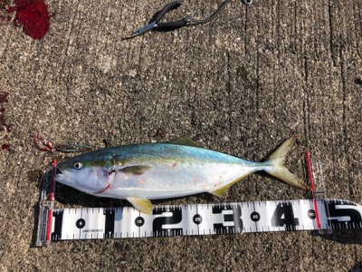 和田防新波止　地合はわずか