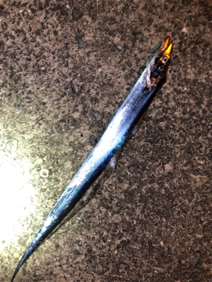 よーし、ちょい釣りタチウオ