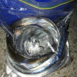 久々に太刀魚に会えました。