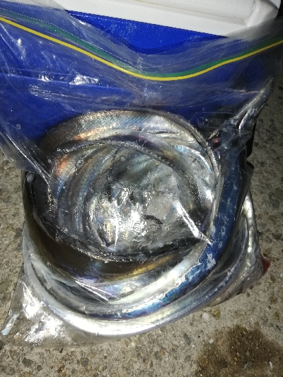 久々に太刀魚に会えました。